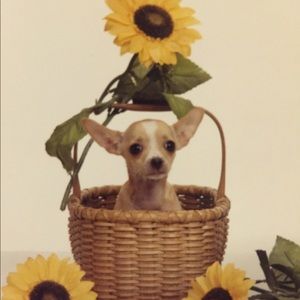 Meet your Posher, Judy